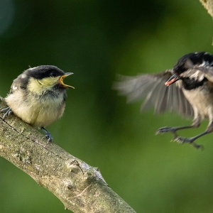 Redwell   27 05 2020   D500   Les 40.jpg